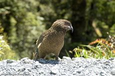 Kea (3 von 19).jpg